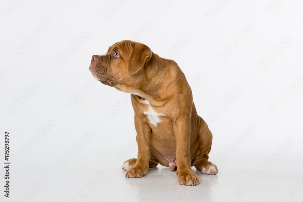 Bulldog puppy sitting, looking to the side sad looking