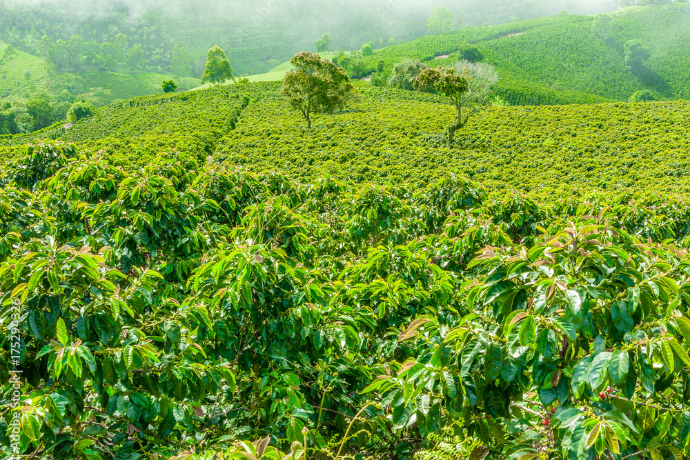 Coffe Plantation in Jerico Colombia