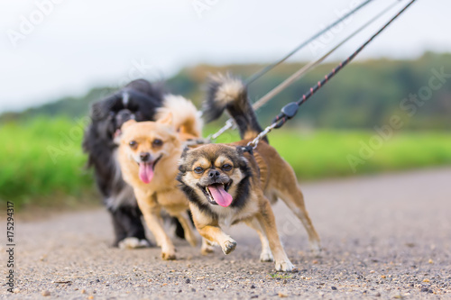 Canvas Print three little dogs pulling at the leash