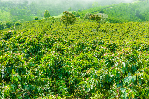 Coffe Plantation in Jerico Colombia