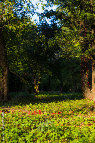 landscape of early autumn, the old Park, trees, green grass, bright red and yellow leaves