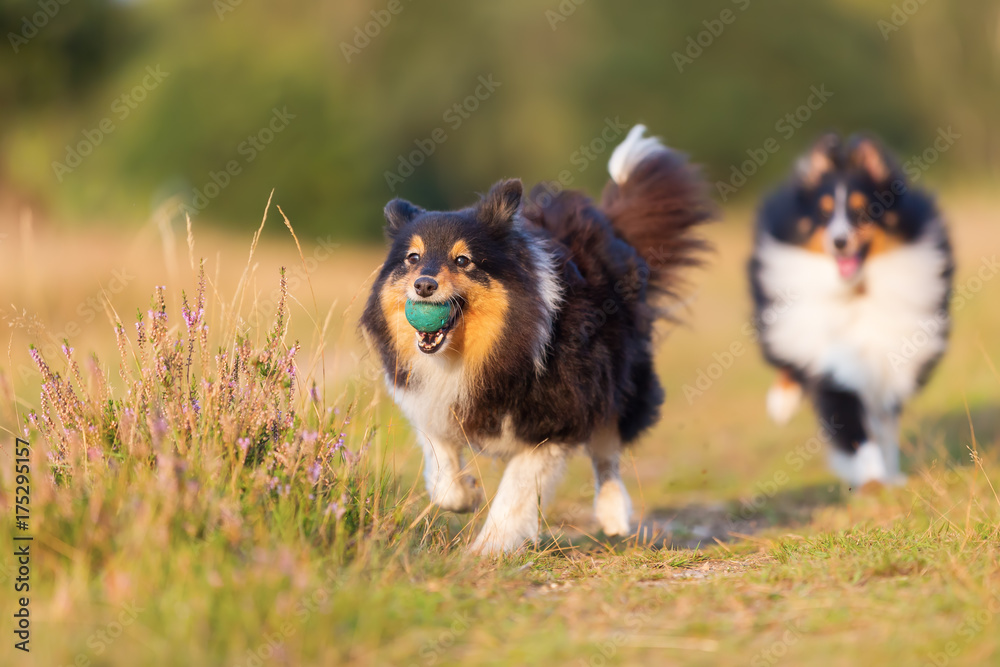 Australian Shepherd dogs playing on a country path