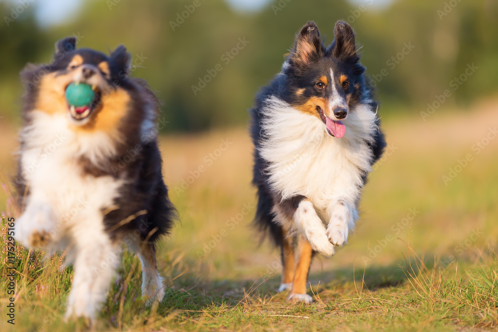 Australian Shepherd dogs playing on a country path Australian Shepherd dogs playing on a country path