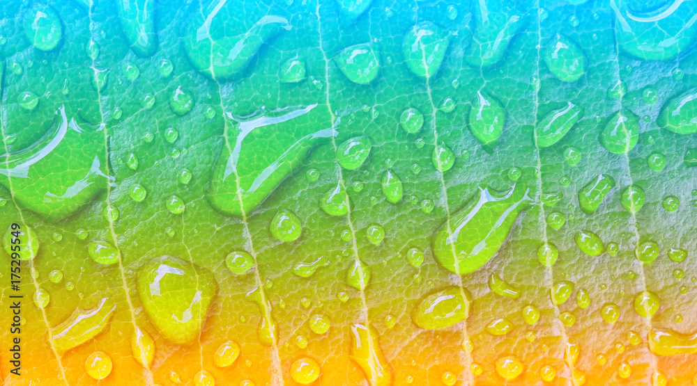 Fototapeta Krople deszczu na zielonych liściach, woda na liściach.