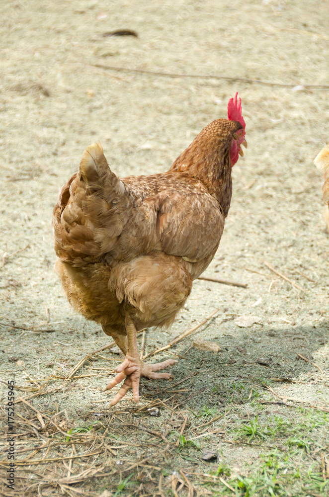 Fototapeta premium ニワトリ