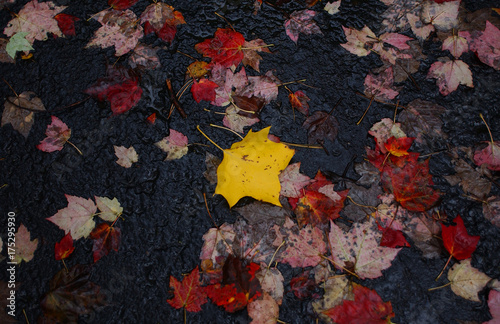 yellow autumn leaf