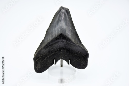Baby Megalodon shark tooth, black, 2.5 inch fossil, real on white background.  © Jennifer