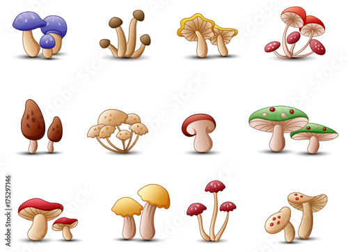 Different types of mushrooms on a white background