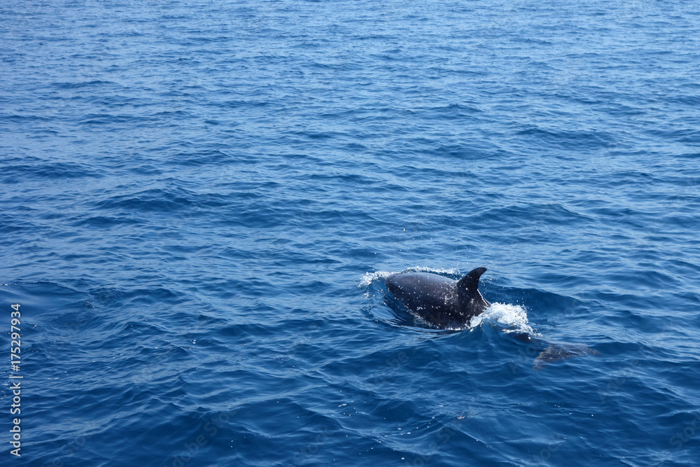 Obraz premium Black Dolphin back in open sea