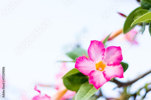 Beautiful Azalea pink flower in the garden