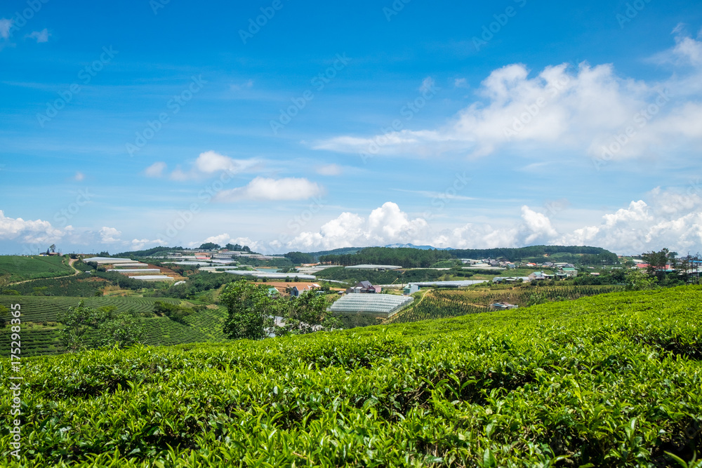 Cau Dat green tea hills in Dalat, Vietnam. Cau Dat green tea hill is around 25km from Center Dalat. This is one of the most favourite locations for tourists