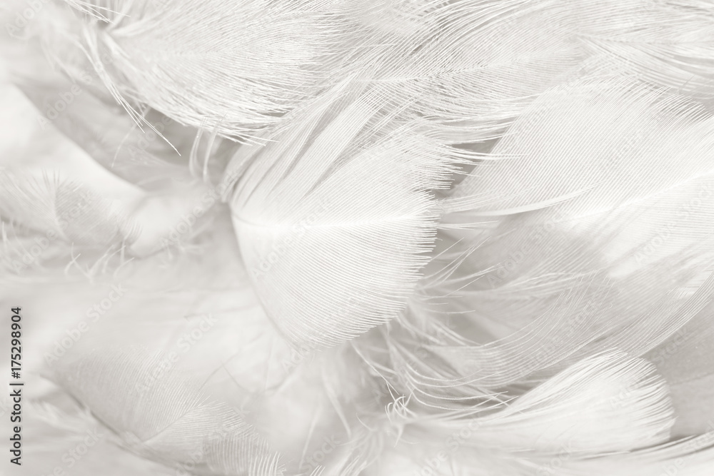 black and white feather texture background black and white feather texture background