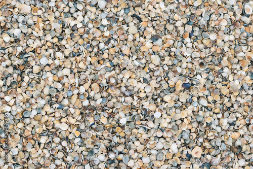 Background of sea shells of different colors.