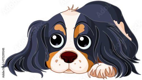 Obraz na płótnie Spaniel Dog