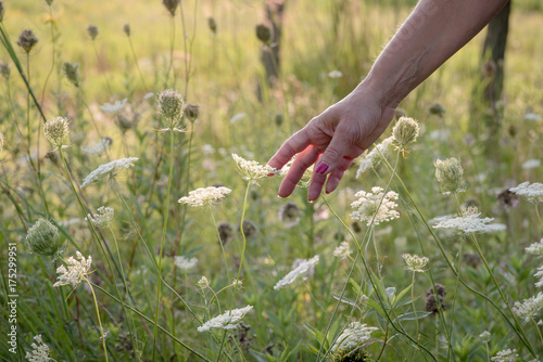 woman reaching out and touching queen annes lace flowers in field © David Prahl