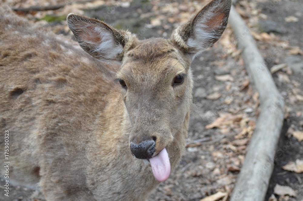 fun fawn