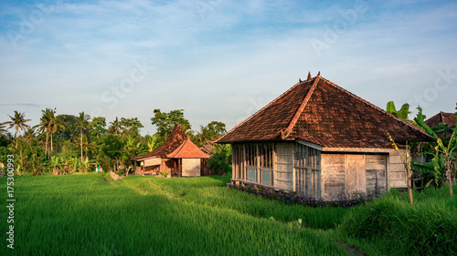The house on the rice field in the morning
