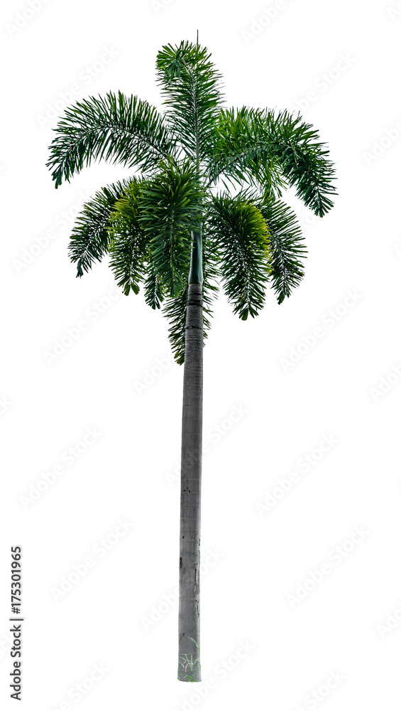 Green tree on white Green tree on white