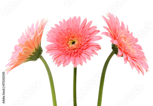 Pink gerbera flower  isolated on white1