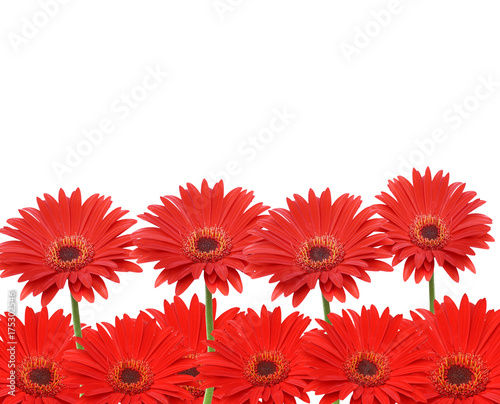 Red flowers conrection