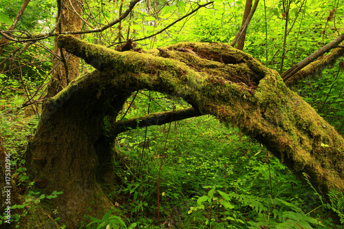 a picture of an Pacific Northwest rainforest willow tree branch