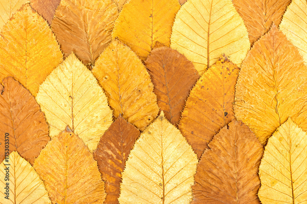 bright autumnal background made of fallen colorful leaves