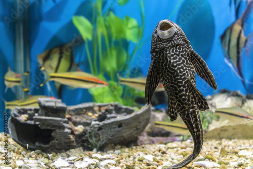 Fish-sucker plecostomus in a small beautiful aquarium. photo