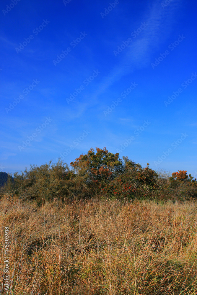 Obraz premium a picture of an Pacific Northwest meadow and beer tree