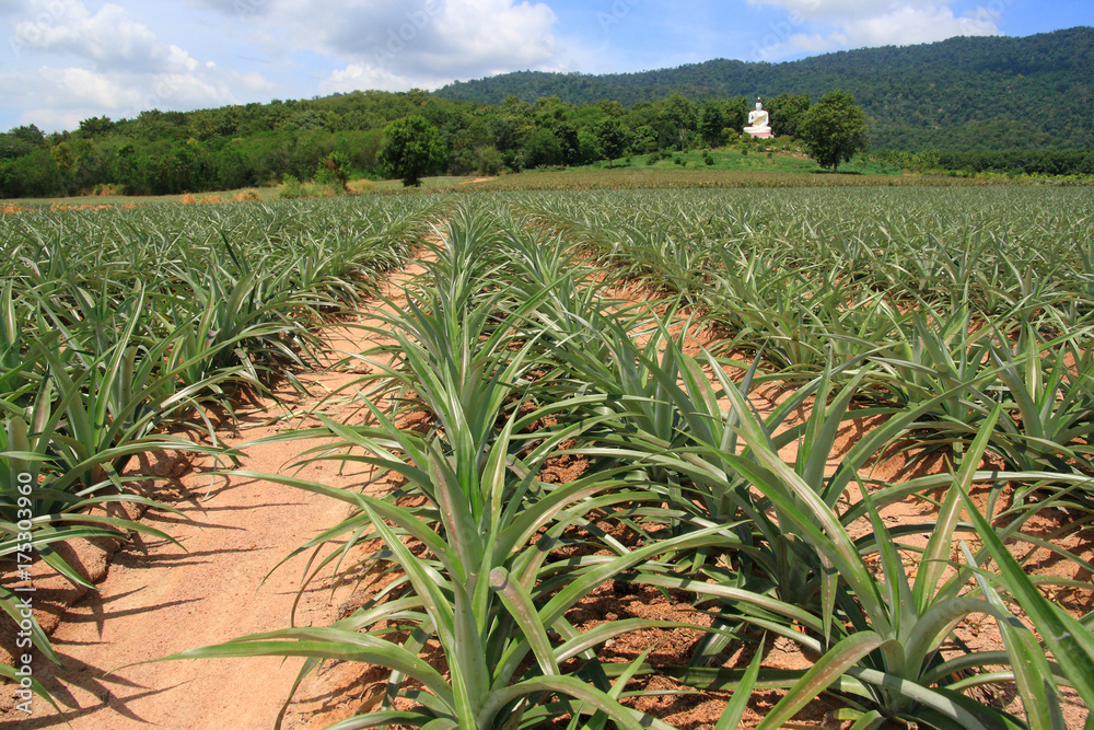 pineapple farm pineapple farm