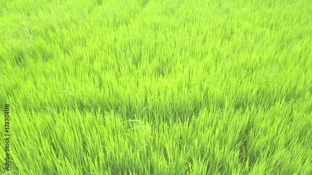 Top view of the rice paddy fields in northern Thailand Top view of the rice paddy fields in northern Thailand