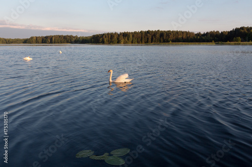 Three white swans in a lake on sunset