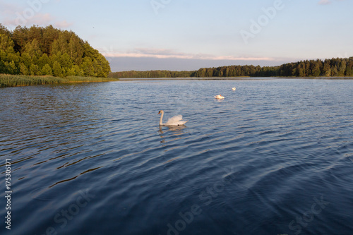 Three white swans in a lake on sunset