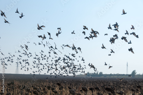 The flying flock of pigeons