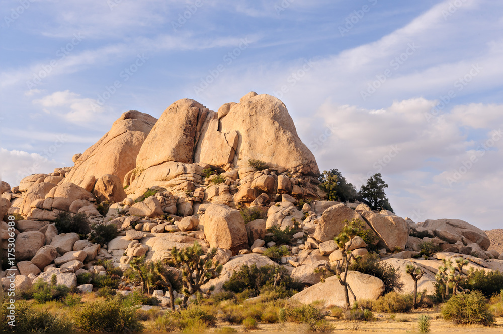 Joshua Tree National Park in the Evening light Joshua Tree National Park in the Evening light
