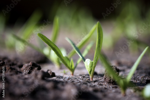 JUNGE SPINATPFLANZEN iM BEET