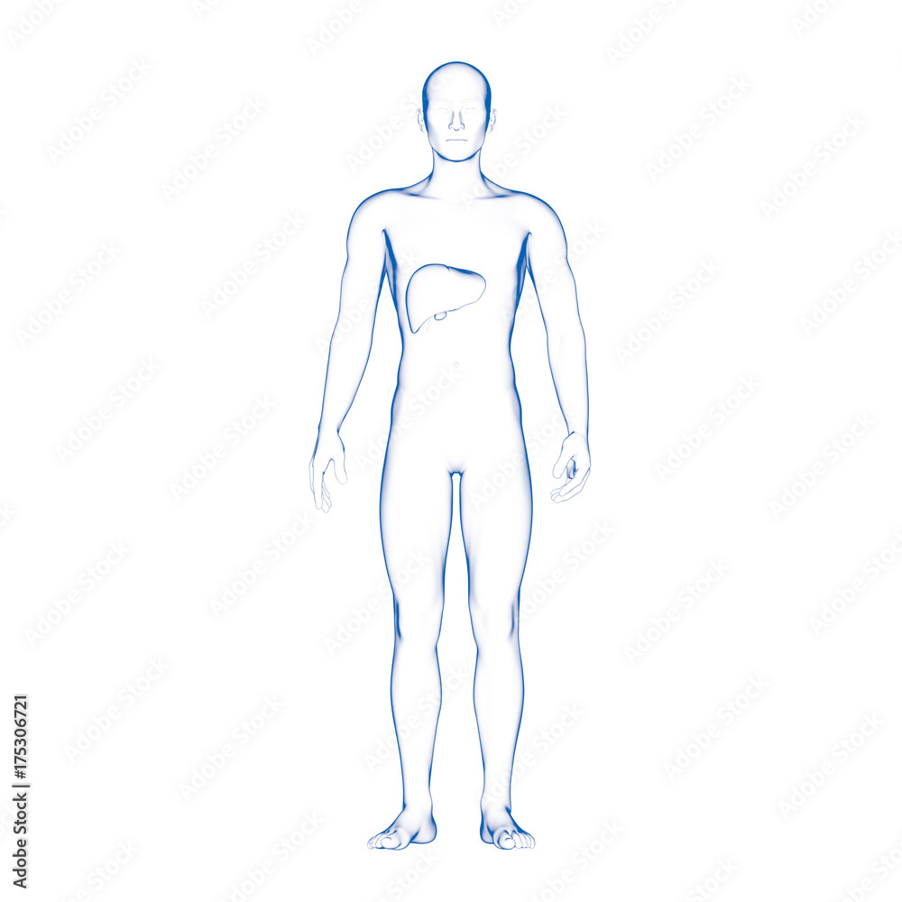Human Liver Human Liver