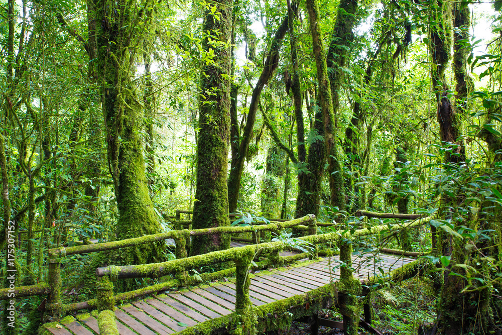 Fresh green moss on old wooden walkway in wet forest Fresh green moss on old wooden walkway in wet forest