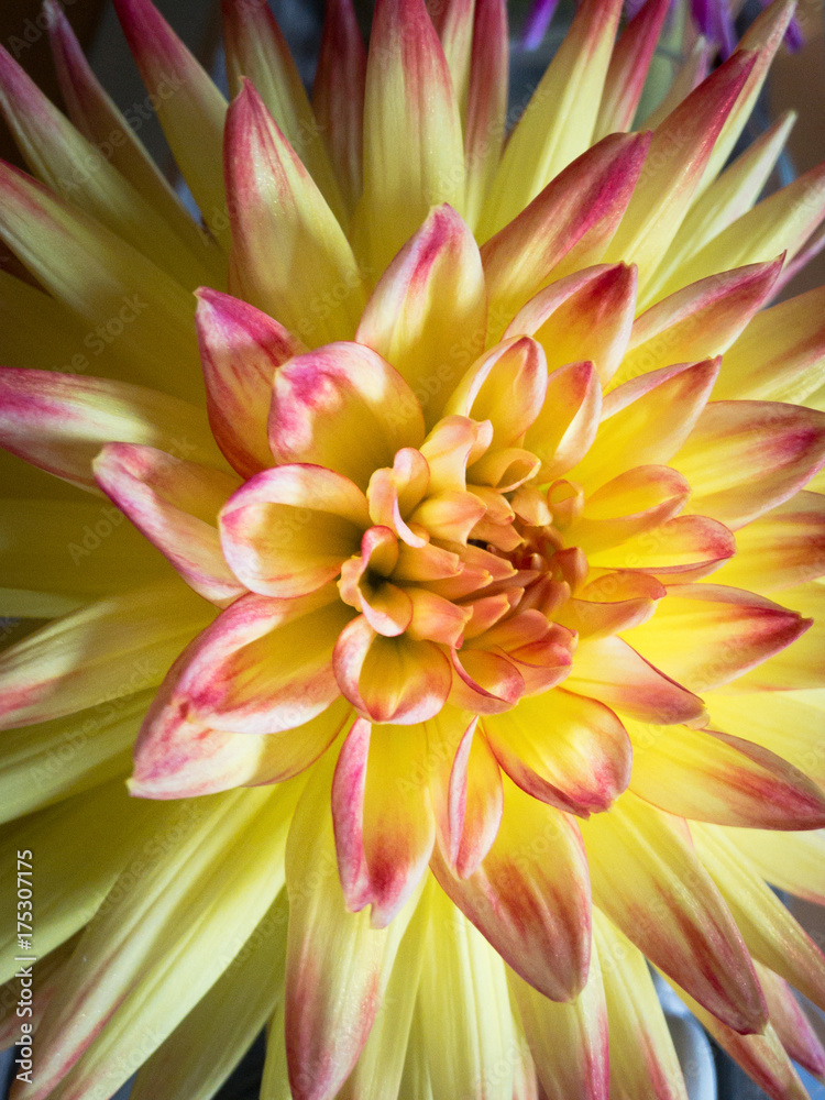 Yellow flower blossom details Yellow flower blossom details