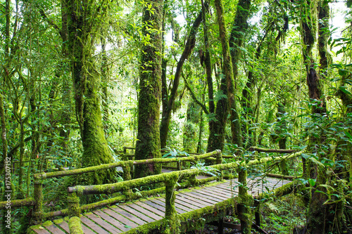 Fresh green moss on old wooden walkway in wet forest