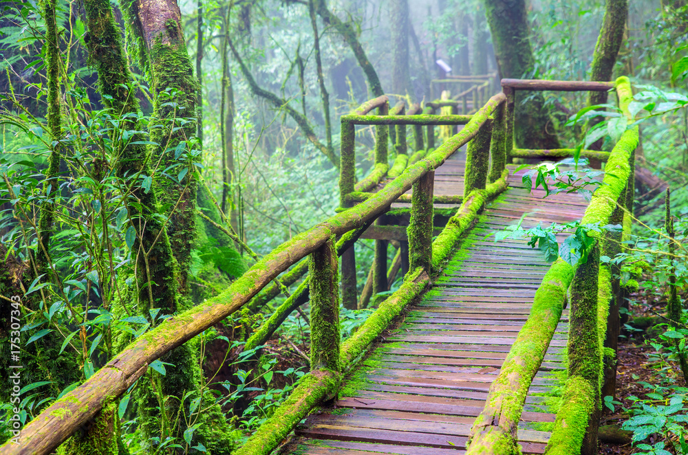 Fresh green moss on old wooden walkway in wet forest Fresh green moss on old wooden walkway in wet forest