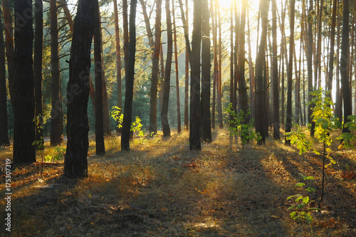 Fototapeta Naklejka Na Ścianę i Meble -  A bright Sunny morning in a pine forest