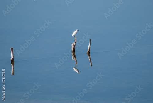 White Crane