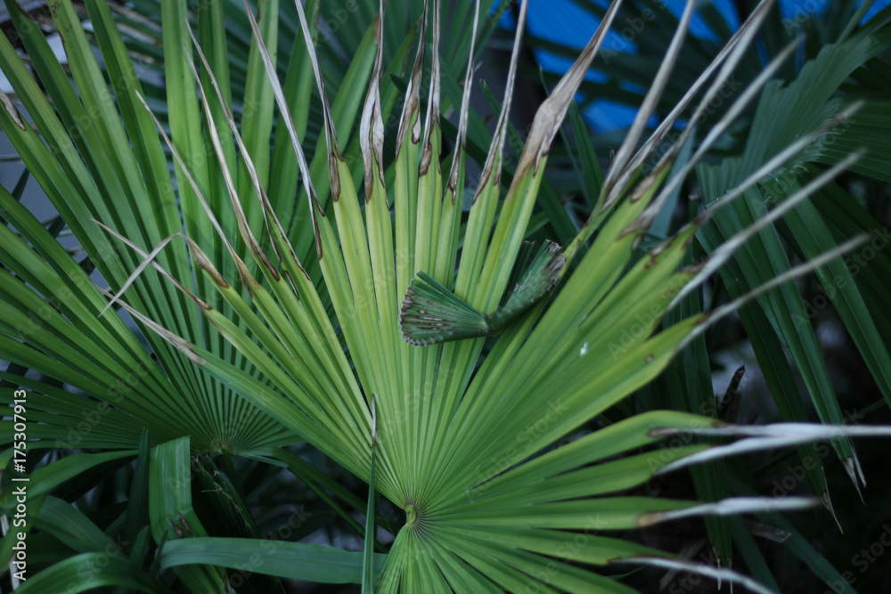Fototapeta premium 植物