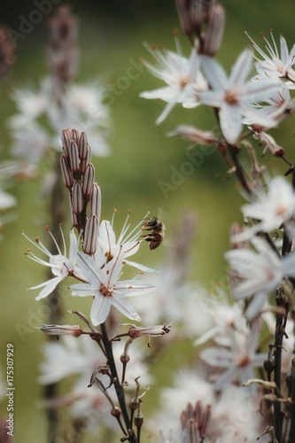 Bee collecting polens photo