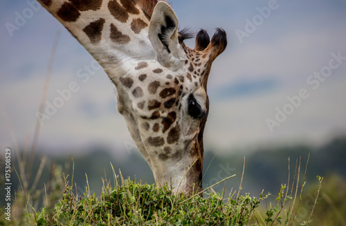 Photography Giraffe eating