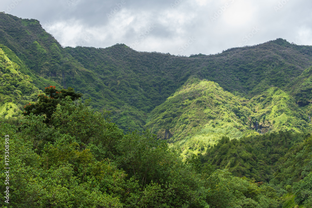 Tahiti, Papenoo valley in the mountains, luxuriant bushy vegetation
