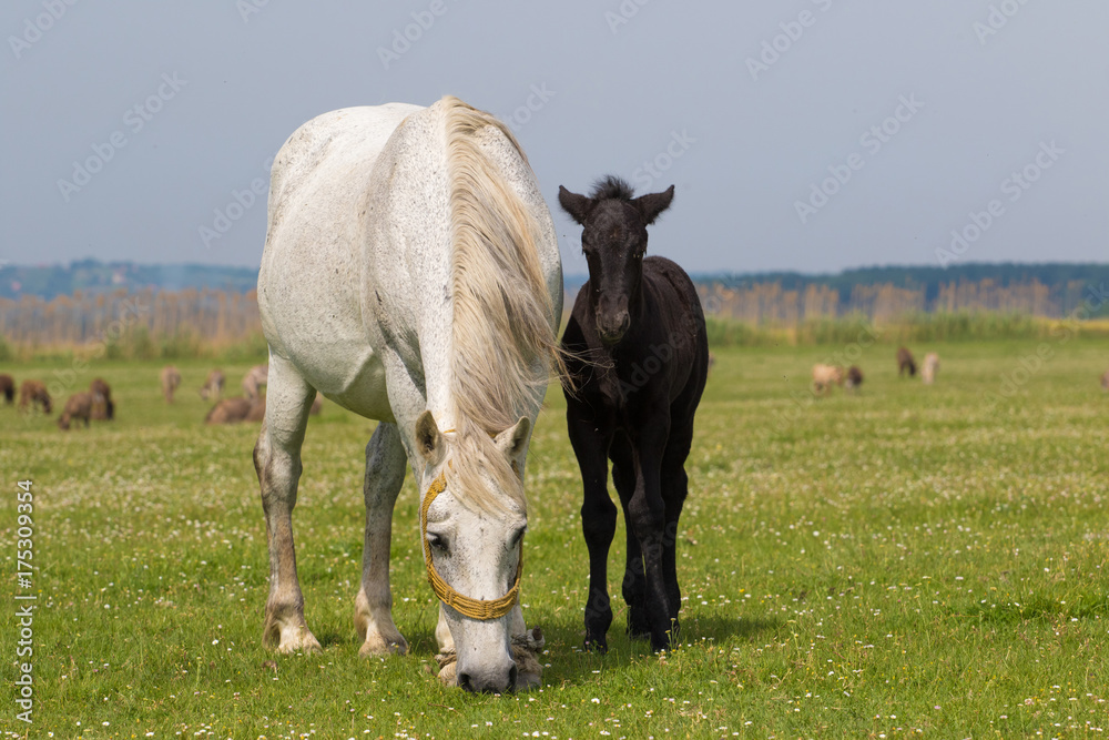 White mare and black foal on floral meadow White mare and black foal on floral meadow