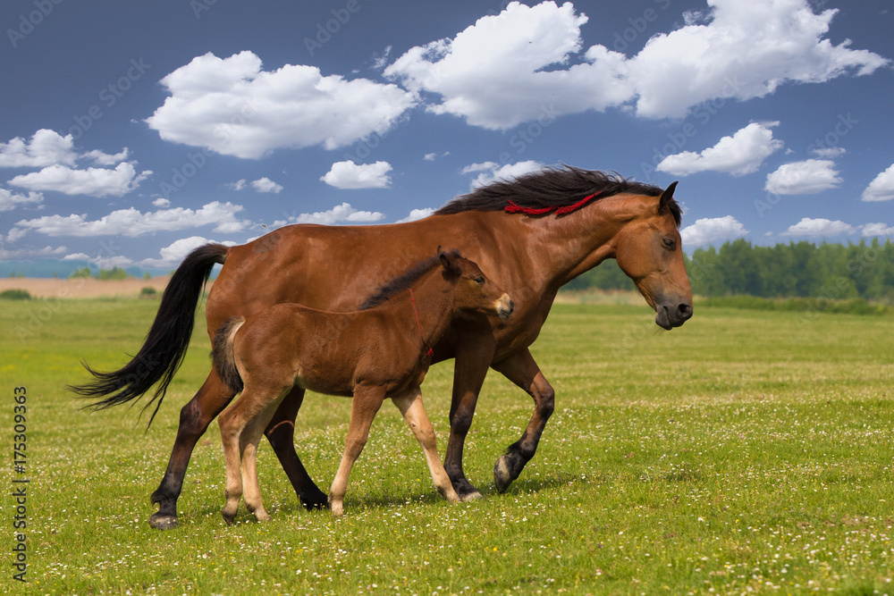 Obraz premium Szczaw konia i źrebię galop na łące