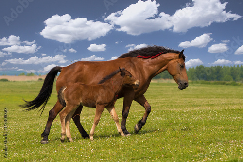 Sorrel horse and foal galop on the meadow