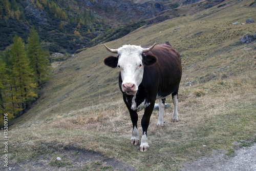 La mucca sui pascoli alpini .